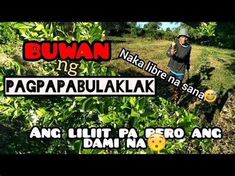 pinayflix lodi|Hanggang Round 10 Ka Sakin Lodi .